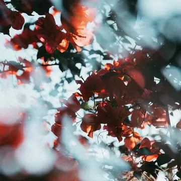 Centerfield Split Diopter FX Filter - LAB VIZION