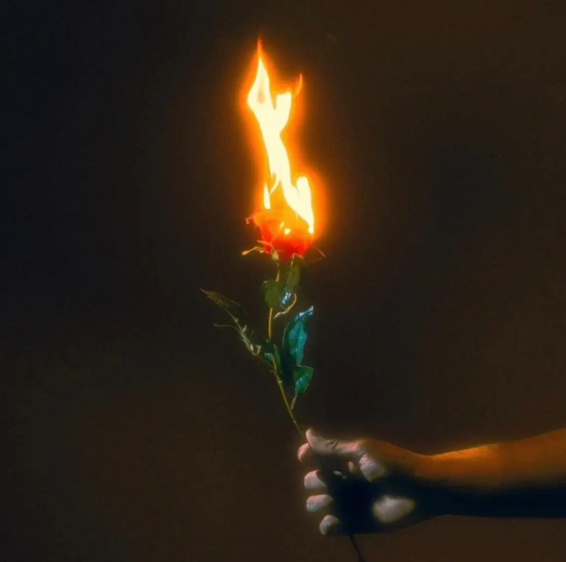 DREAM Filter - LAB VIZION